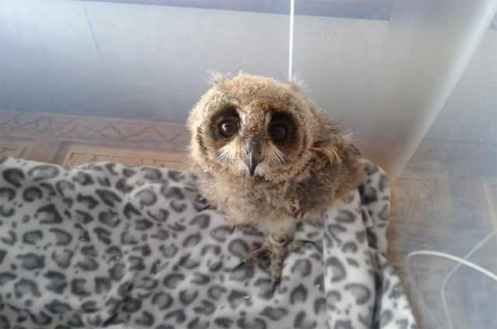 I Rescued A Mexican Striped Owl Named Loki And She Imprinted To Me