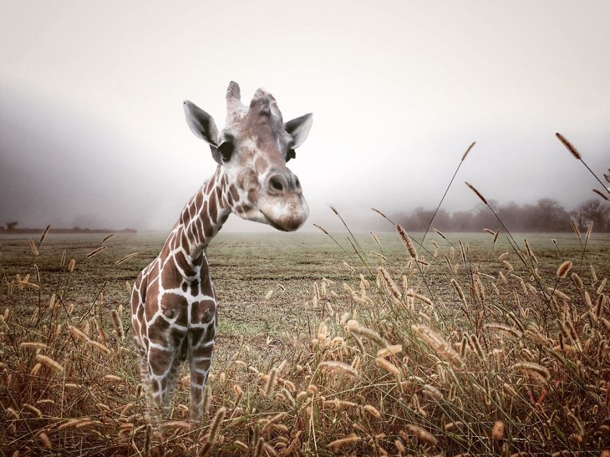 I Used My Iphone To Create A Way For This Giraffe To Leave The Zoo I Used My Iphone To Create A Way For This Giraffe To Leave The Zoo