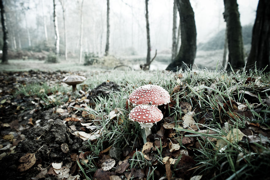 If You Go Down To The Woods Today