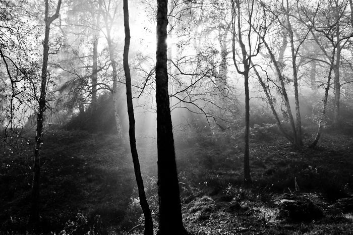 If You Go Down To The Woods Today