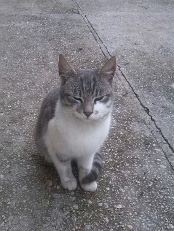 Cat squinting after being stung by a bee, sitting on a concrete surface.