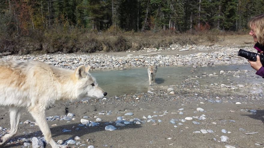 Surrounded By Wolves.