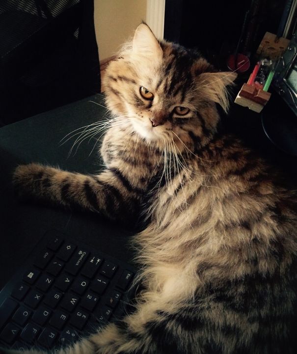 Maine C**n cat lounging on a keyboard, showing its fluffy fur and relaxed demeanor.