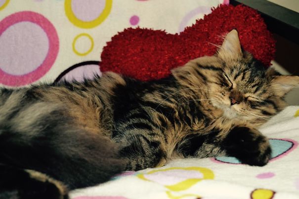 Sleeping Maine C**n cat on a colorful blanket with a soft character.