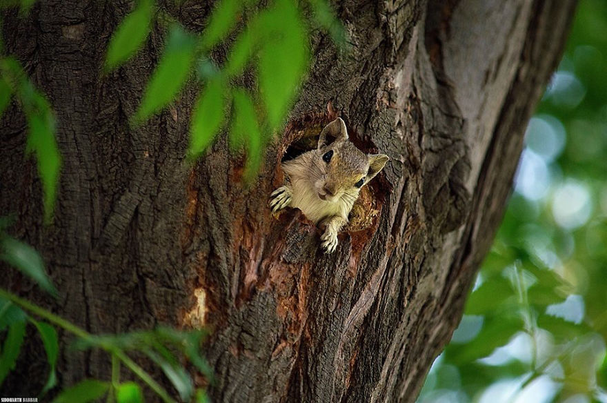 Hide And Seek With A Squirrel