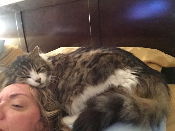 Maine C**n cat with long fur resting comfortably on a person's head on a bed with a wooden headboard.