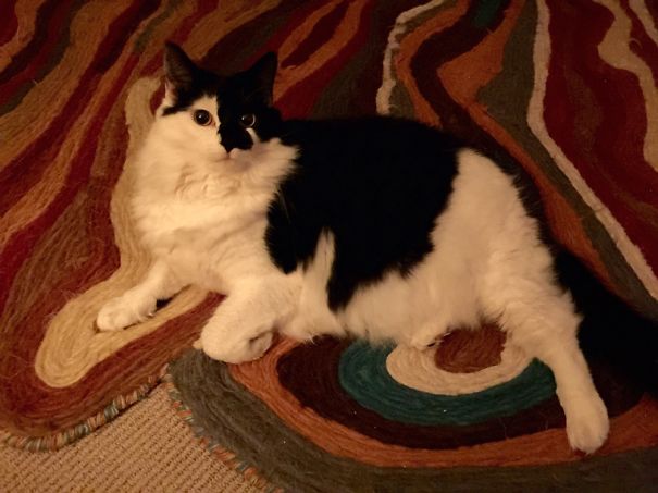 Black and white Maine C**n cat with soft fur lying on a colorful patterned rug at home.