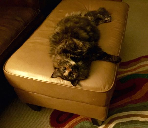 A fluffy Maine C**n cat lying on a tan leather ottoman in a cozy room with soft lighting.