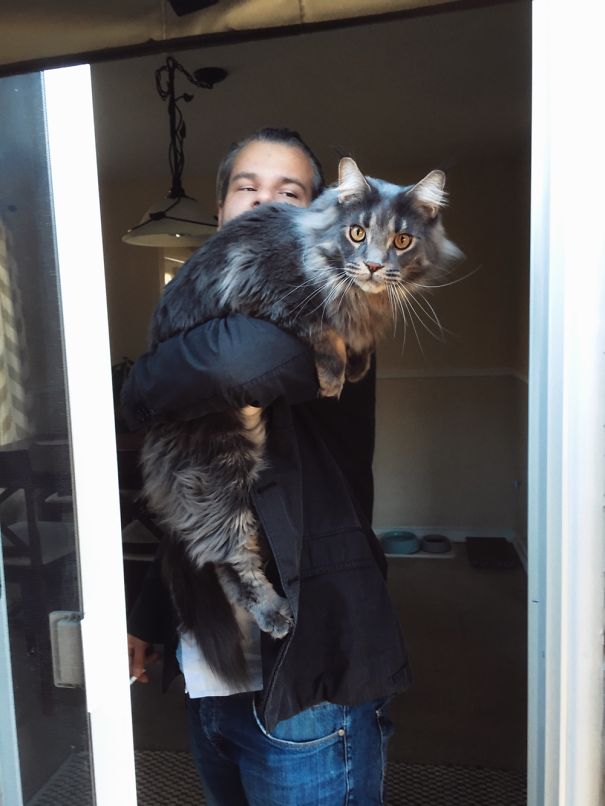 Person holding a large Maine C**n cat with long fur and bright eyes inside a home near a sliding glass door.