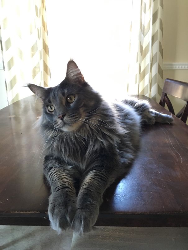 A large Maine C**n cat with a fluffy coat relaxes on a wooden table.