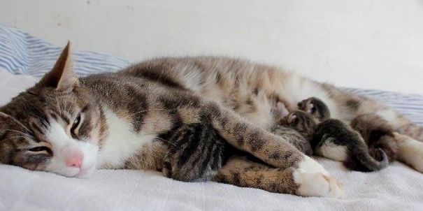 Relaxing ❤️ Nobody Knew ( Maybe The Catmom Knew ?) At This Time Still Three Kitten To Come :o)