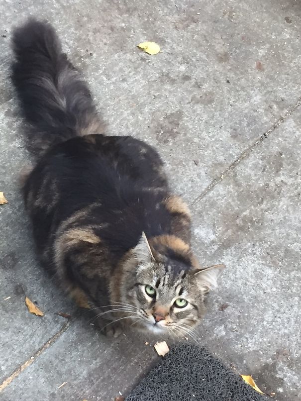 Fluffy Maine C**n cat with green eyes and thick tail sitting on outdoor concrete ground near a doormat