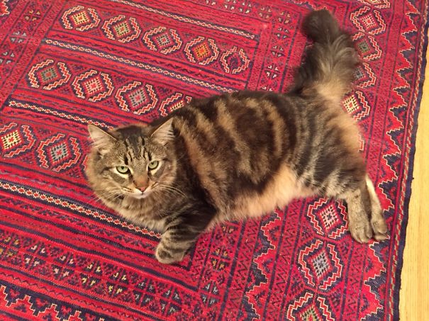 Maine C**n cat with thick fur lying on a red patterned rug, showcasing its large size and soft character.
