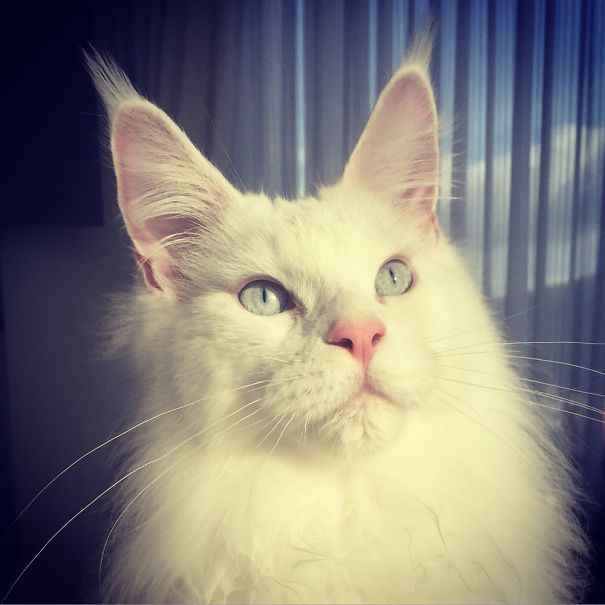 Close-up of a white Maine C**n cat with pale blue eyes and fluffy fur, showcasing its gentle and soft character.