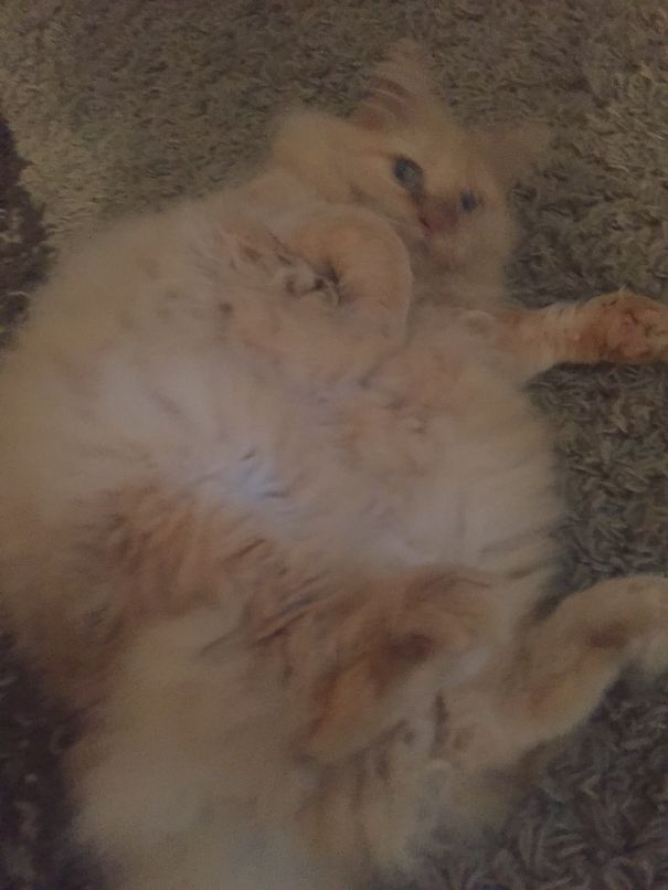 Fluffy Maine C**n cat lying on a carpet, showcasing its large size and soft, dense fur.