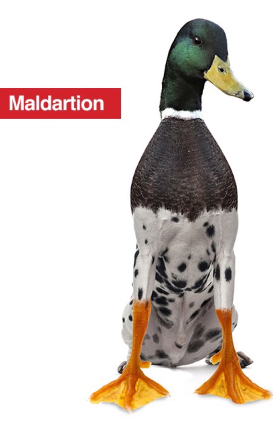 A bizarre animal hybrid featuring a mallard duck and a dalmatian mixed together.