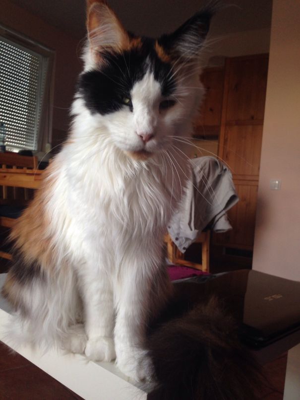 Maine C**n cat with long fluffy fur sitting on a white surface in a cozy room with wooden furniture.