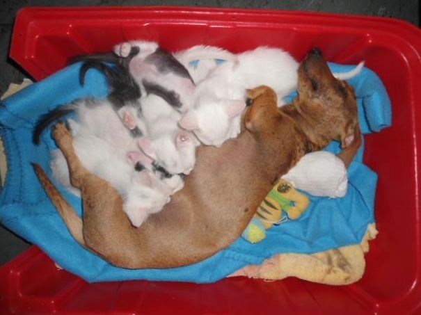 She Adopted These Balls Of Fur, And Even Had Milk After Only 24 Hours!