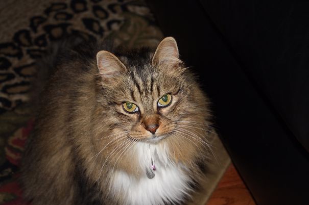 Maine C**n cat with long fur and green eyes sitting indoors on a patterned rug near furniture.