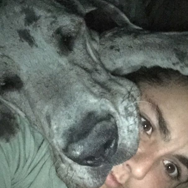 My Rescue Great Dane The Day I Got Him!