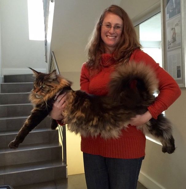 Woman in a red sweater holding a large Maine C**n cat with fluffy fur and bushy tail indoors by a staircase