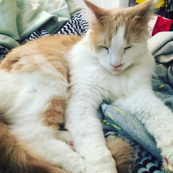 Maine C**n cat with fluffy fur resting peacefully on a cozy blanket showcasing its gentle and soft character.