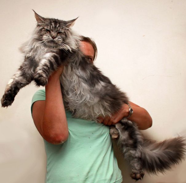 Person holding a large Maine C**n cat, showcasing the breed’s giant size and soft, fluffy fur.