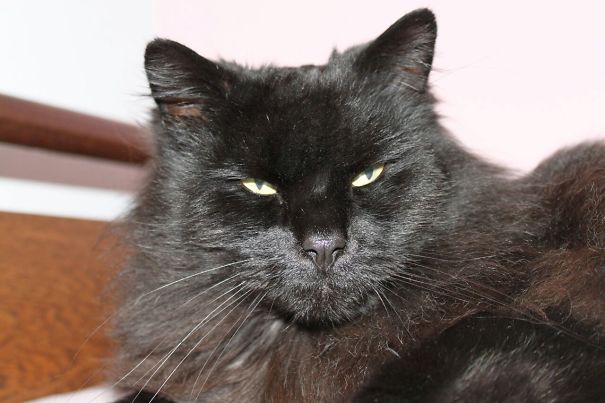 Black Maine C**n cat with long fur and yellow eyes resting indoors on a wooden surface against a light background