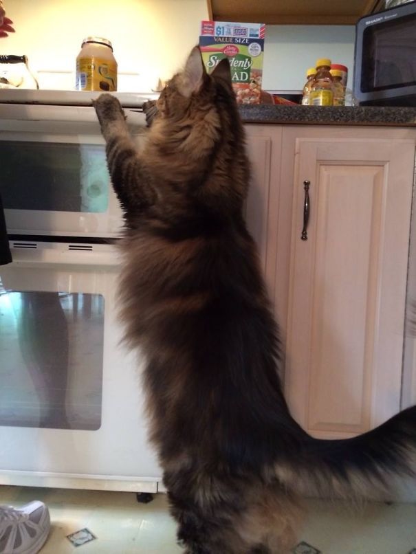 Maine C**n cat standing on hind legs reaching for food on kitchen counter.