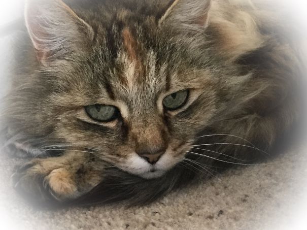 Close-up of a Maine C**n cat with soft fur and gentle eyes resting on a carpeted floor.