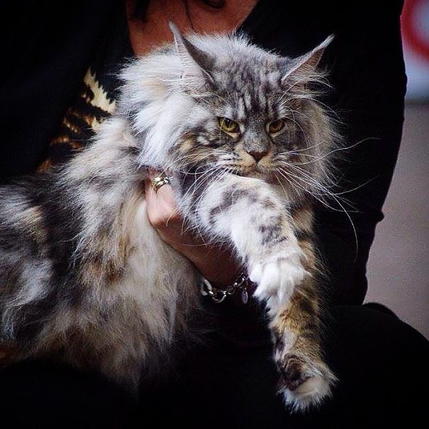 A large Maine C**n cat with fluffy fur and tufted ears being held gently by a person in a dark outfit.