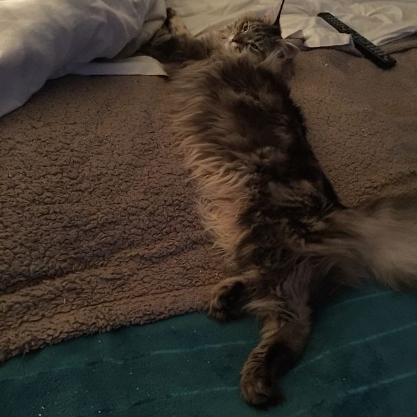 Maine C**n cat with long fluffy fur stretched out comfortably on a bed with remote nearby