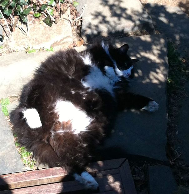 Fluffy Maine C**n cat lying on stone patio, showcasing its large size and soft fur in natural sunlight.