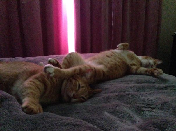 I'm Just Going To Stretch A Little Bit More... I Don't Think He Noticed...