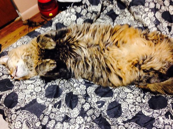 Fluffy Maine C**n cat lying on its back on a patterned black and white bedspread, showing soft fur.