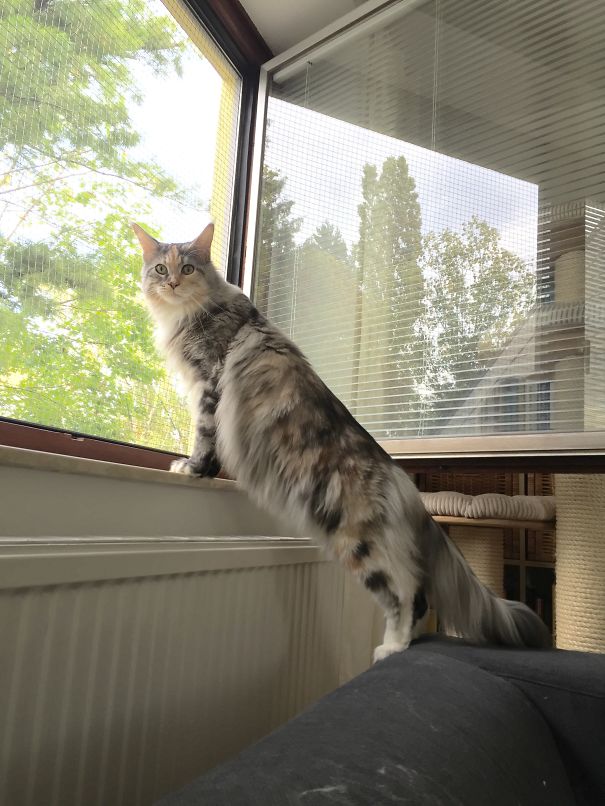 Maine C**n cat standing on a windowsill looking outside, showing its large size and soft, fluffy fur.