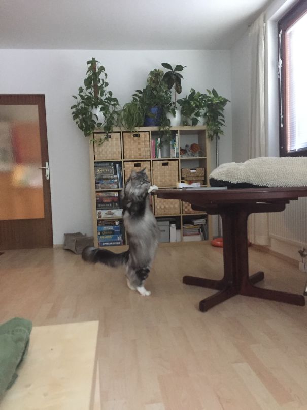Maine C**n cat standing on hind legs in a bright living room with plants and wooden furniture.