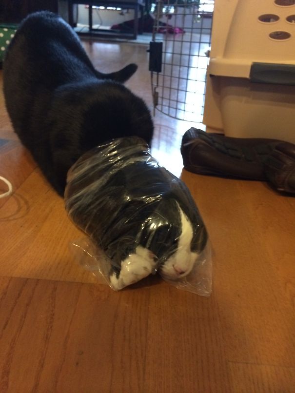 Doug And His Plastic Bag Obsession