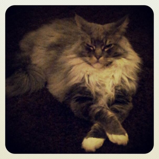 Maine C**n cat with long fur and large size lying down with paws crossed on a dark surface.