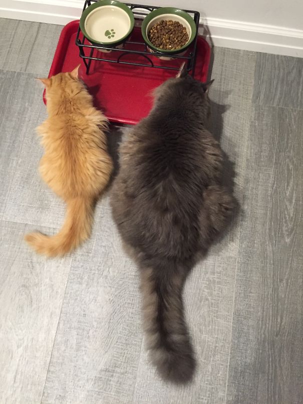 Two Maine C**n cats of different sizes eating near food bowls on a gray wooden floor, showcasing giant kitties.