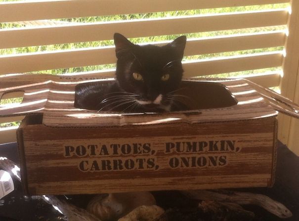 .....and Cat (not Funny Human!!!....not Funny)