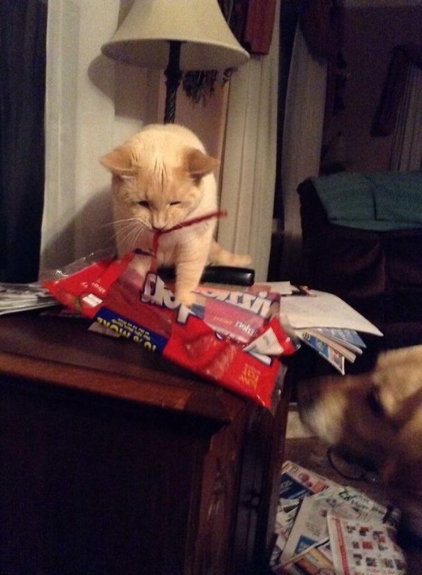 Mama Doesn't Need These, Feed To Dog