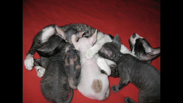 Groucho Meowx And Her Babies