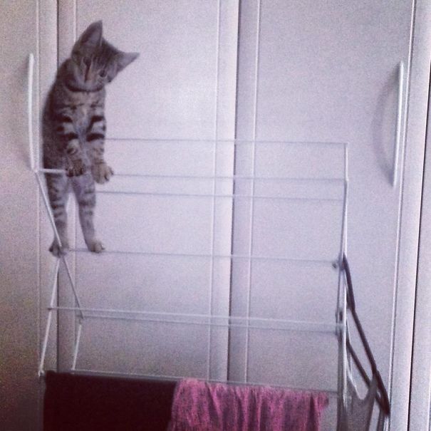 Kitten Just Casually Drying Off