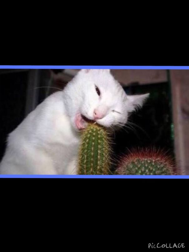 Lol, Cactus