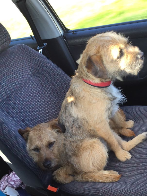 Our Puppy Decided She Needed A Booster Seat - The Old Dog Will Do Nicely!