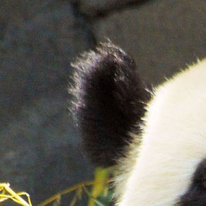 vivianschurman avatar