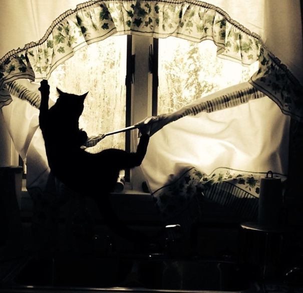 Walking The Cat Walk