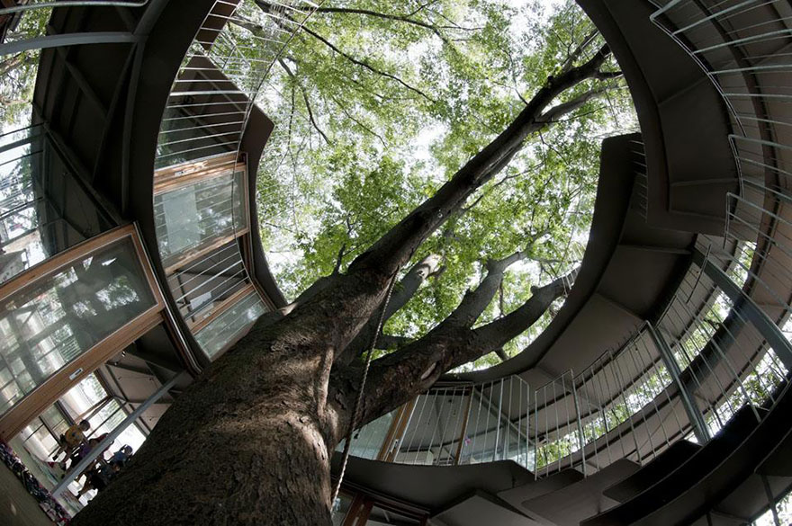 kindergarten-around-tree-zelkova-fuji-tezuka-architects-33 kindergarten-around-tree-zelkova-fuji-tezuka-architects-33