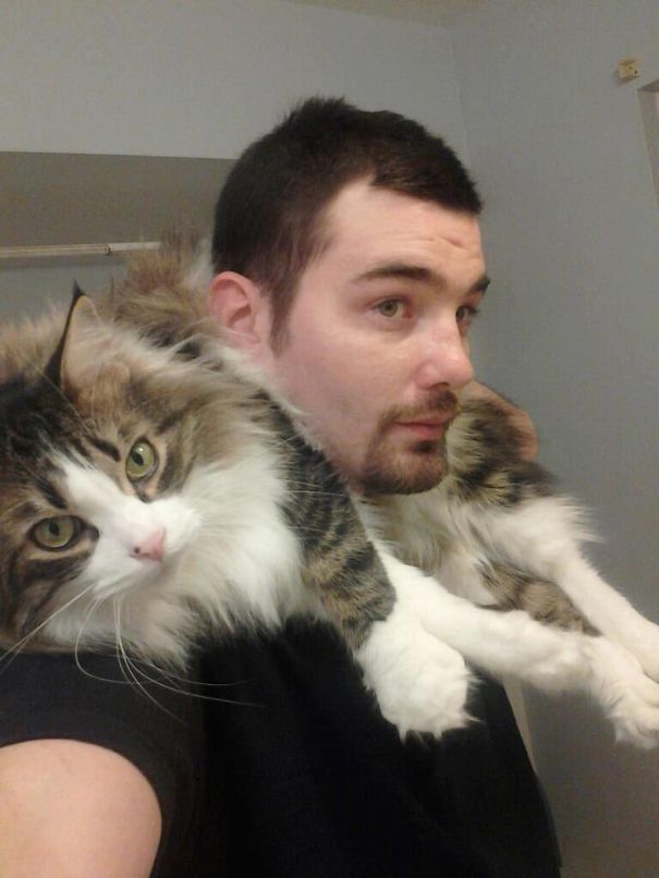 Man holding a large Maine C**n cat with long fur draped over his shoulders in an indoor setting.